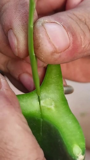 Cactus Grafting Techniques: Schlumbergera Grafting on Pitaya Plant