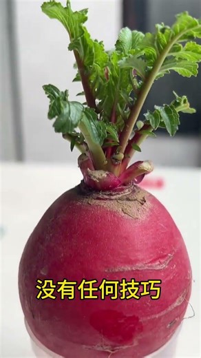 This hydroponic tutorial must be the simplest. All you need to do is add water Stop buying