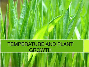 TEMPERATURE AND PLANT GROWTH - SlideServe