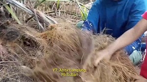 1M views · 6.2K reactions | Ternyata Python sedang mengerami telur | Subari | Facebook