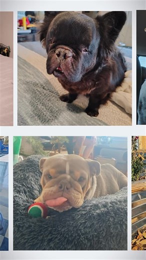 Res-Que | Rescue is built on the hearts of volunteers. Every dollar donated goes straight to saving dogs like Atticus, Merida, and so many others who... | Instagram