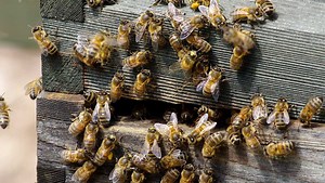 Massive insect decline could have 'catastrophic' environmental impact, study says