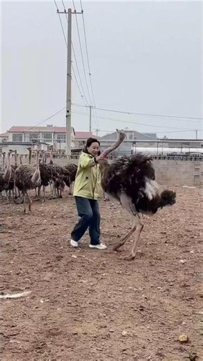 Crazy Ostrich Attack Farmer vs Birds Wild Farm Moment#ostrichfarm #villagelife #babyostrich