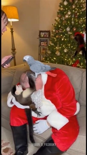 Christmas Photo Turned Into Chaos! #funny #cat #parrot