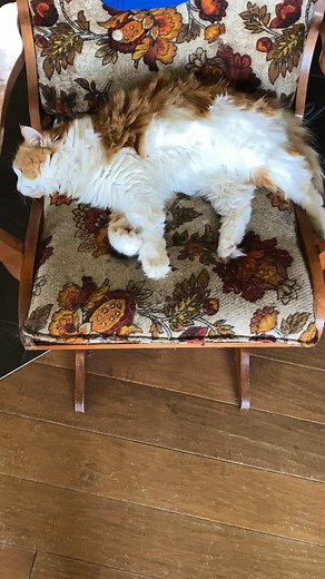 For every two steps forward, puppies take three steps back. The play is getting way more gentle and less mauly though! | Bunsen Berner