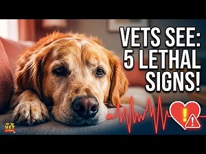 Fainting, coughing, fatigue: Is your dog's heart failing? 5 warning signs