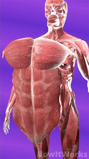 Under Your Skin… There’s a Machine 💪 #shorts #explanation #anotomy