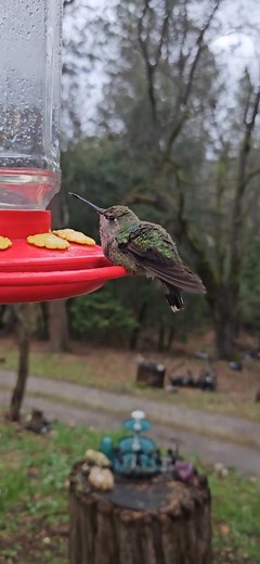Hummie in torpor #Hummingbirdlove #hummingbird #reel #animals #videobird #viral #bird #nature #animais | Hummingbird Love