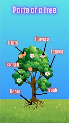 Parts of a tree | Learn tree parts for kids #tree #english #vocabulary