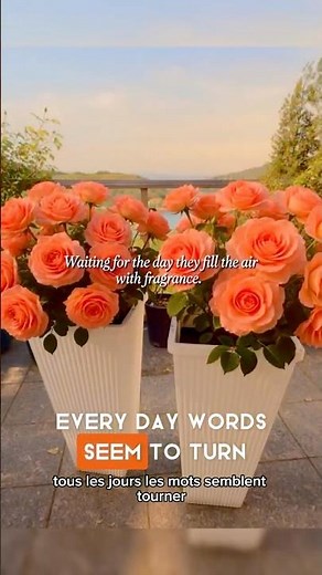 Fragrant Cloud Roses 🌹 The Most Fragrant Blooms