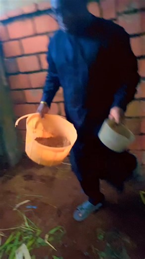 How to Feed Your Rabbits Maize Bran | Ibraheem Dooba