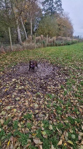 Violet definitely up the 'dirty dog's level with a mud bath 🤣 #sandbachdogwalker #dirtydog #labrador #chocolate | Sandbach Dog Walkers