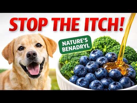 How to Stop Dog Paw Licking Fast!The 'Fritos' Lie Exposed(Home Remedy)
