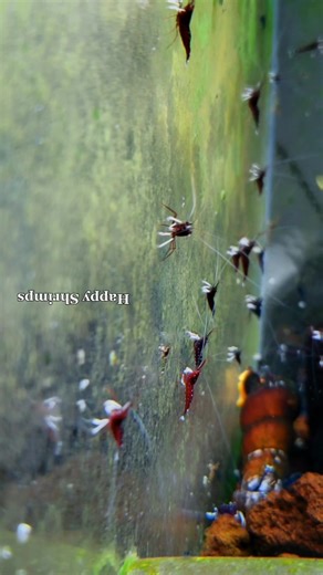 Happy Shrimps in a Planted Tank: Aquarium Guide