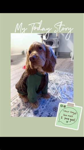 Adorable English Cocker Spaniel Puppies in Canada