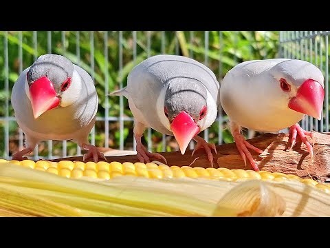 Java sparrows are talking about their singing how beautiful the song is? Java sparrow singing sound