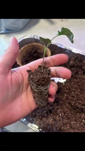 Repotting day for my seedlings! 🌱 Broccoli and kale are thriving in their new homes. Dahlias are up and at 'em! Still waiting on the peppers... 🤞 Maybe a heat mat next year? #seedlings #gardening #growyourownfood #spring