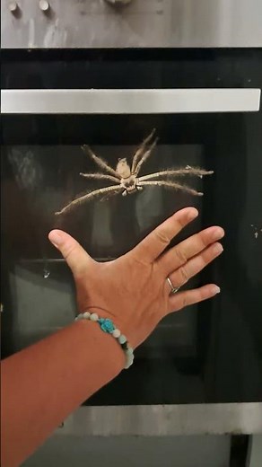 Giant huntsman spider spotted in kitchen in Braemore, Queensland, Australia