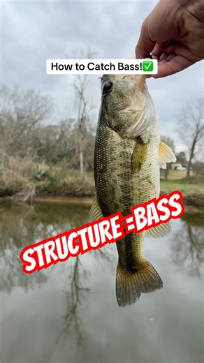How to catch Bass ! #howtofish #fishing #fishingvideo #bassfishing