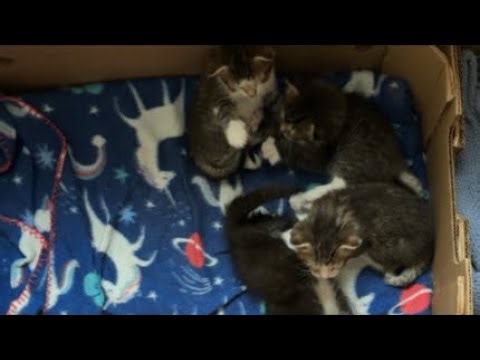 This is fun ! Day 27 with the Kittens (no sound)
