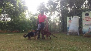 19K views · 866 reactions | Distraction work. Saajan Saji Cyriac K9 training School, Call Now 9961310970.Like our page for more updates. | Saajan Saji Cyriac | Facebook