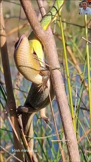 Sức Mạnh Săn Mồi Của Loài Rắn 🐍✨ #snake #dongvat #animals #wildlife #nature