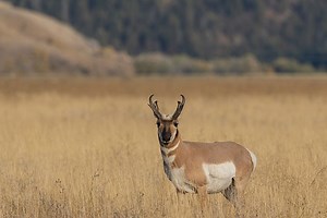 Get a Better Understanding of the Pronghorn Antelope
