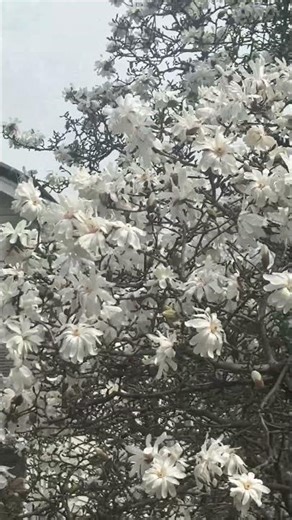 Beautiful magnolia tree in full spring bloom 🌸 #Spring #Magnolia #Nature #newjersey