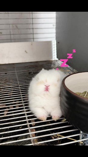 Caring for Your Netherland Dwarf Rabbit Baby