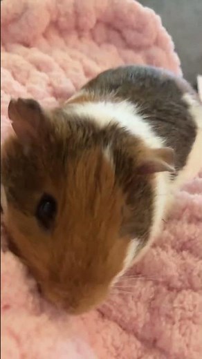 How to crochet a guinea pig