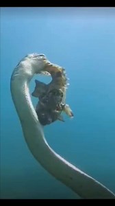 2M views · 7.2K reactions | Sea snake vs stone fish #fbreelsvideo #viral #seasnake #virareels #RenzSpearfishing | Renz Spearfishing | Facebook