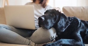 Animaux de compagnie : ce qui est autorisé ou non