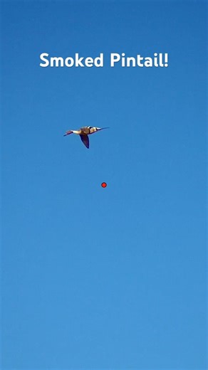 Nice shot on drake Pintail! #ducks #duckhunting #pintail ‪@Shotkam‬
