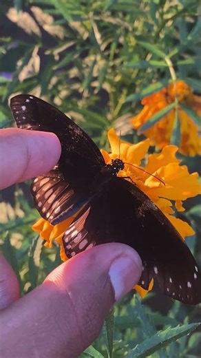 Common Crow butterfly🦋 #insect #shorts