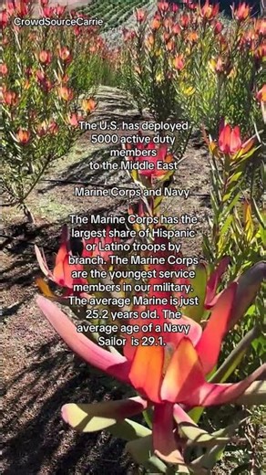 Source: USAFacts.org, Military One Source, AP News