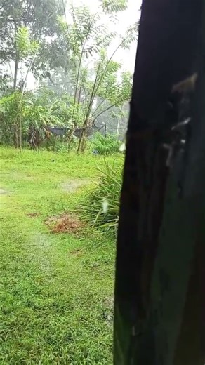 Natural Rain Sound #shortfeed #top10 #shortsviral #natural #sound #reels