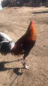 OUR KELSO BISHOP. We have been breeding our line of kelso bishop for many years now, very fast and aggressive roosters of good gamest and power. They link excellent with most of the lines especially with our baseline the Cowan Round head. They are mainly yellow roosters with white legs, tail around of 45 degree and very occasionally a yellow leg usually comes out, it could say that one in every 200 roosters. Kelso Bishop next to make up our brood pen. --------------------------------------------