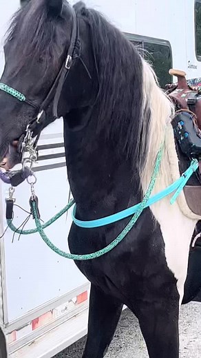 #pasofino #pasofinohorse #pintopaso #gaitedhorses