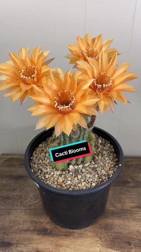 Captivating Cactus Blooms - Stunning Cacti Flower Showcase