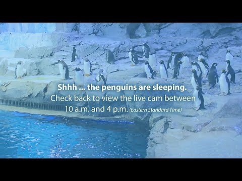 Detroit Zoo Live Stream