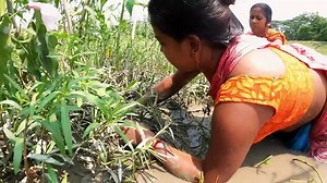 Amazing Hand Fishing by Village Women _ Incredible Fishing Techniques on River