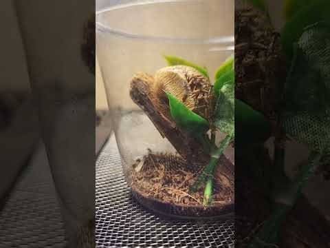 Praying Mantis Hatching 