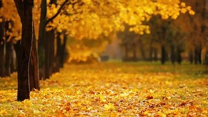 Tree Leaves Autumn Stock Footage Video (100% Royalty-free) 1037980889 | Shutterstock