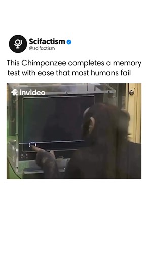 Scifactism on Instagram: "Chimpanzees can outperform most humans in specific memory challenges. In controlled cognitive experiments, they briefly see numbers displayed on a screen, instantly memorize their exact positions, and accurately recall them after the images disappear. Even with extensive practice, humans rarely match this level of rapid visual recall. Research from institutions like Kyoto University shows this gap is not about overall intelligence, but brain specialization. Chimpanzee b