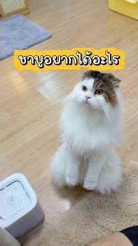 What does Shabu want? 🤔 #ShabuTheWingedCat #cat #cutecat #pets #funnycats #catvideos