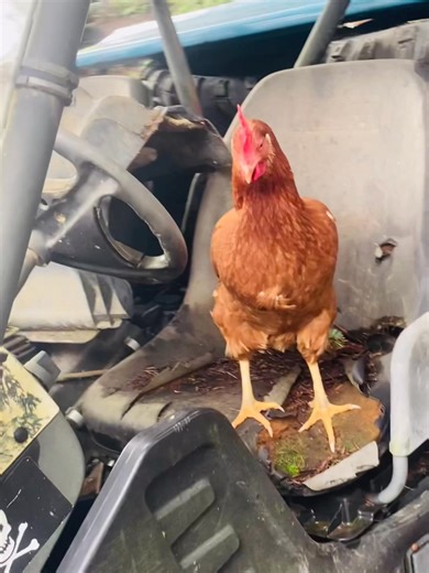 This isn’t even Caleb’s original shop chicken! Apparently he has 4 shop chickens. 🤣🤦‍♀️🤣🤦‍♀️ | Wade’s Mobile Small Engine Service