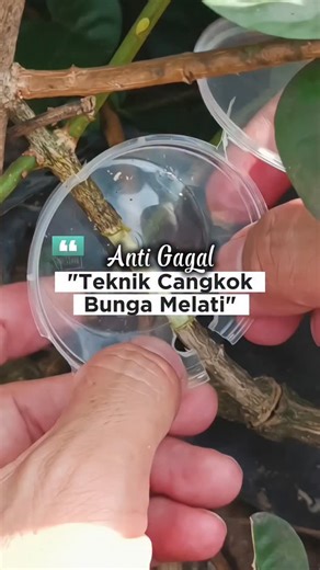 🌼 Cara Perbanyak Bunga Melati dengan Metode Cangkok 🌼 👉 Biar cangkokan melati cepat keluar akar, kuat, dan nggak gampang gagal, bisa banget pakai perangsang akar alami dari @planteria.id 🌱 ✨ Produk ini membantu: ✔️ Merangsang pertumbuhan akar lebih cepat ✔️ Akar lebih banyak & kuat ✔️ Tingkat keberhasilan cangkok meningkat Cocok banget buat kamu yang mau memperbanyak melati di rumah, baik untuk ditanam di pot maupun langsung di kebun 🌿🌼 #planteria #gardeningtips #airlayering #jasmine #root