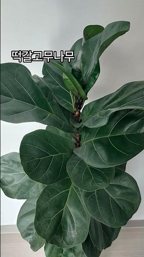 아파트에서 키우기 쉬운 식물이야기 떡갈고무나무 #관엽식물 #plants