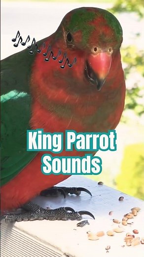 KING PARROT Sounds | Australia's Beautiful Parrot BIRD #birdsounds