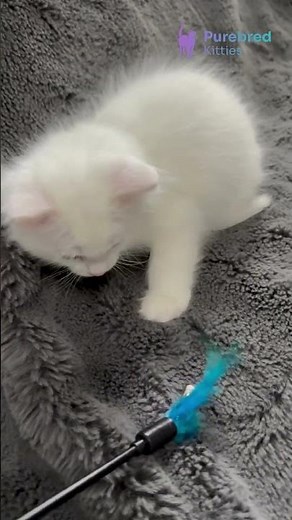 Meet Cloud: The White Ragdoll with Gentle and Beautiful Bright Sparkling Blue Eyes ☁️💙 #Ragdoll